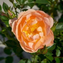 'Amber Cover'® Rosa X 'Amber Cover'® (Bunddækkerose) A-Kvalitet,- Barrods Roser Min. 3 Grene -Tilbud Lys Haven Butik p354 51923 rosa x amber cover bunddaekkerose b3b6