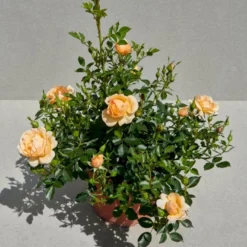 'Amber Cover'® Rosa X 'Amber Cover'® (Bunddækkerose) A-Kvalitet,- Barrods Roser Min. 3 Grene -Tilbud Lys Haven Butik p354 51924 rosa x amber cover bunddaekkerose 23fe