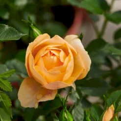 'Amber Cover'® Rosa X 'Amber Cover'® (Bunddækkerose) A-Kvalitet,- Barrods Roser Min. 3 Grene -Tilbud Lys Haven Butik p354 51925 rosa x amber cover bunddaekkerose 711d