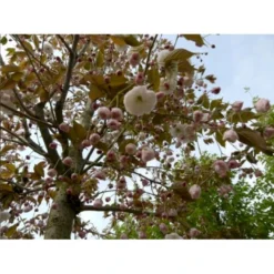 Japansk Kirsebær 'Fugenzo' Prunus Serrulata 'Fugenzo' Potte 10 Liter 200-250 Cm.