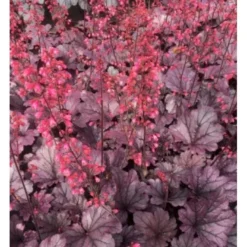 Alunrod 'Grape Timeless' Heuchera 'Grape Timeless' 1 Liter Potte -Tilbud Lys Haven Butik p35535 40701 heuchera grape timeless 46d5