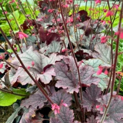 Alunrod 'Grape Timeless' Heuchera 'Grape Timeless' 1 Liter Potte -Tilbud Lys Haven Butik p35535 52806 heuchera grape timeless 5b79