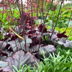 Alunrod 'Grape Timeless' Heuchera 'Grape Timeless' 1 Liter Potte -Tilbud Lys Haven Butik p35535 52807 heuchera grape timeless 4de2