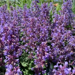 Blåkant 'Purrsian Blue' Nepeta Faassenii 'Purrsian Blue' 1 Liter Potte -Tilbud Lys Haven Butik p35537 48911 nepeta faassenii purrsian blue fdc3