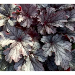 Alunrod 'Timeless Treasure' Heuchera 'Timeless Treasure' 1 Liter Potte -Tilbud Lys Haven Butik p35583 37561 heuchera timeless treasure 4915