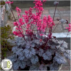 Alunrod 'Timeless Treasure' Heuchera 'Timeless Treasure' 1 Liter Potte -Tilbud Lys Haven Butik p35583 40700 heuchera timeless treasure 732f