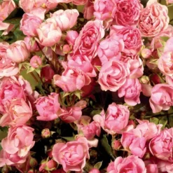 'Bayernland Cover'® Rosa X 'Bayernland Cover'® (Bunddækkerose) A-Kvalitet,- Barrods Roser Min. 3 Grene