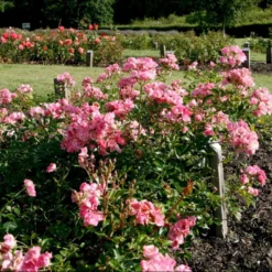 'Bayernland Cover'® Rosa X 'Bayernland Cover'® (Bunddækkerose) A-Kvalitet,- Barrods Roser Min. 3 Grene -Tilbud Lys Haven Butik p355 51927 rosa x bayernland cover bunddaekkerose a972