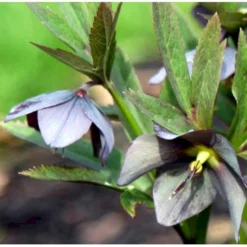 Julerose Hybrid 'Metallic Blue Lady' Helleborus Hybrid 'Metallic Blue Lady' 1 Liter Potte
