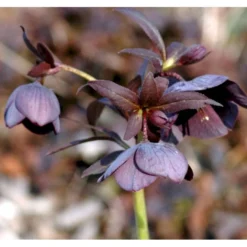 Julerose Hybrid 'Metallic Blue Lady' Helleborus Hybrid 'Metallic Blue Lady' 1 Liter Potte -Tilbud Lys Haven Butik p35684 37866 helleborus hybrid metallic blue lady b946