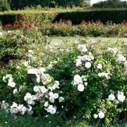 'Brilliant Cover'® Rosa X 'Brilliant Cover'® (Bunddækkerose) A-Kvalitet,- Barrods Roser Min. 3 Grene -Tilbud Lys Haven Butik p356 51929 rosa x brilliant cover bunddaekkerose 3e20