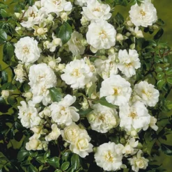 'Brilliant Cover'® Rosa X 'Brilliant Cover'® (Bunddækkerose) A-Kvalitet,- Barrods Roser Min. 3 Grene -Tilbud Lys Haven Butik p356 51930 rosa x brilliant cover bunddaekkerose 3529