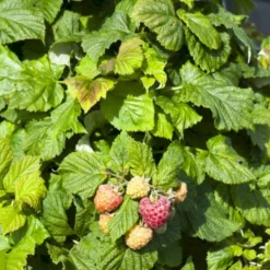 Efterårs Hindbær 'Pokusa' Rubus Idaeus 'Pokusa' Potte 2,0 Liter,- Opbundet