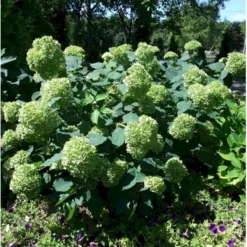 Træagtig Hortensia 'Lime Rickey' Hydrangea Arborescens 'Lime Rickey' Potte 3,0 Liter,- 25-30 Cm. -Tilbud Lys Haven Butik p35739 40222 hydrangea arborescens lime rickey 3e5a