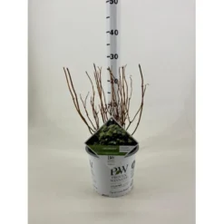 Træagtig Hortensia 'Lime Rickey' Hydrangea Arborescens 'Lime Rickey' Potte 3,0 Liter,- 25-30 Cm.