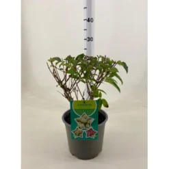 Kompakt Syrén-Hortensia 'Petit Star' Hydrangea Paniculata 'Petit Star' Potte 3,0 Liter,- 30-40 Cm.