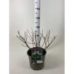 Syrén-Hortensia 'Polar Bear' Hydrangea Paniculata 'Polar Bear' Potte 3,0 Liter,- 30-40 Cm.