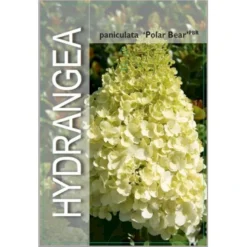 Syrén-Hortensia 'Polar Bear' Hydrangea Paniculata 'Polar Bear' Potte 3,0 Liter,- 30-40 Cm. -Tilbud Lys Haven Butik p35748 38372 image d8df