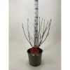 Blærespiræa 'Diable DOr' Physocarpus Opulifolius 'Diable DOr' Potte 3,0 Liter,- 30-40 Cm.