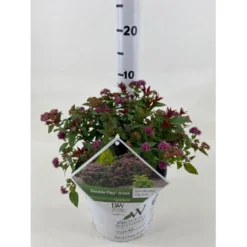 Spiræa 'Double Play Artist' Spiraea Japonica 'Double Play Artist' Potte 3,0 Liter,- 25-30 Cm.