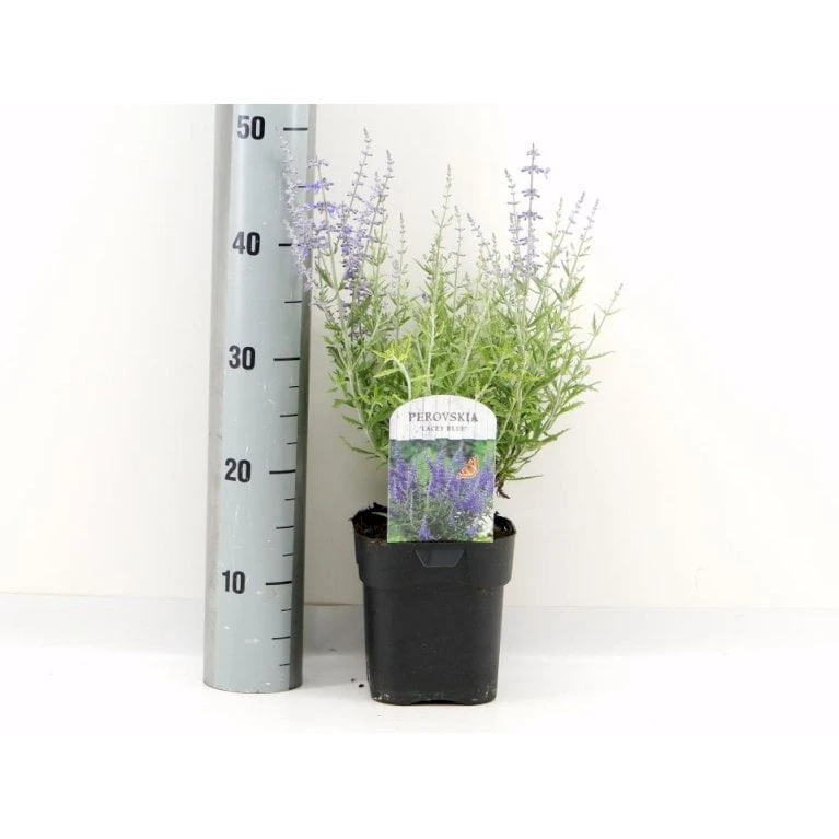 Russisk Salvie 'Lacey Blue' Perovskia Atriplicifolia 'Lacey Blue' Potte 2 Liter. 1 Russisk Salvie 'Lacey Blue' Perovskia Atriplicifolia 'Lacey Blue' Potte 2 Liter.