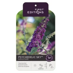 Sommerfuglebusk 'Phycedelic Sky' Buddleja Davidii 'Phycedelic Sky' Potte 3,5 Liter,- 30-50 Cm. -Tilbud Lys Haven Butik p35765 38475 image 54ac
