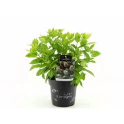 Syrén-Hortensia 'Tickled Pink' Hydrangea Paniculata 'Tickled Pink' 3,5 Liter Potte