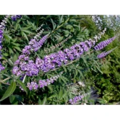 Vitex Agnus-Castus 'Delta Blues' Vitex Agnus-cactus 'Delta Blues' Potte 3,5 Liter,- 30-50 Cm. -Tilbud Lys Haven Butik p35772 49093 vitex agnus cactus delta blues c7c5