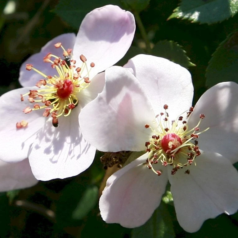 'Butterflies'™ Rosa X 'Butterflies'™ (Bunddækkerose) A-Kvalitet,- Barrods Roser Min. 3 Grene 1 'Butterflies'™ Rosa X 'Butterflies'™ (Bunddækkerose) A-Kvalitet,- Barrods Roser Min. 3 Grene