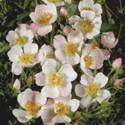 'Butterflies'™ Rosa X 'Butterflies'™ (Bunddækkerose) A-Kvalitet,- Barrods Roser Min. 3 Grene 7 'Butterflies'™ Rosa X 'Butterflies'™ (Bunddækkerose) A-Kvalitet,- Barrods Roser Min. 3 Grene -Tilbud Lys Haven Butik p357 51932 rosa x butterflies bunddaekkerose 7c21