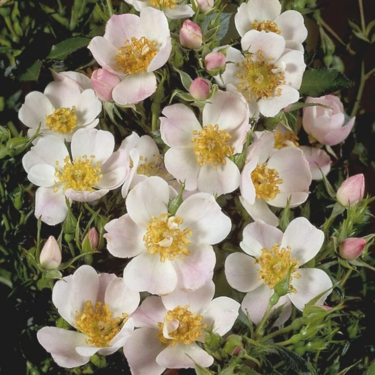 'Butterflies'™ Rosa X 'Butterflies'™ (Bunddækkerose) A-Kvalitet,- Barrods Roser Min. 3 Grene 3 'Butterflies'™ Rosa X 'Butterflies'™ (Bunddækkerose) A-Kvalitet,- Barrods Roser Min. 3 Grene - Billede 3