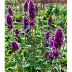Anisisop 'Beelicious Purple' Agastache 'Beelicious Purple' 1 Liter Potte -Tilbud Lys Haven Butik p35843 48907 agastache beelicious purple 0c8b