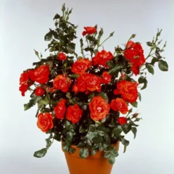 'Cadillac'™ Rosa X 'Cadillac'™ (Slotsrose) A-Kvalitet,- Barrods Roser Min. 3 Grene