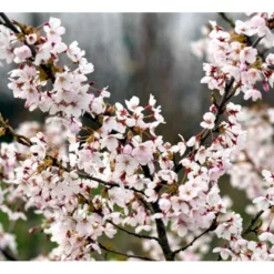Yoshino Kirsebær Prunus X Yedoensis Alletræ, Stammeomkreds 12-14 Cm. Med Klump. Bundpodet.