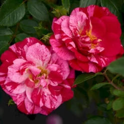 'Candy Cover'® Rosa X 'Candy Cover'® (Bunddækkerose) A-Kvalitet,- Barrods Roser Min. 3 Grene -Tilbud Lys Haven Butik p358 51934 rosa x candy cover bunddaekkerose bfdc