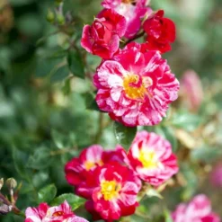 'Candy Cover'® Rosa X 'Candy Cover'® (Bunddækkerose) A-Kvalitet,- Barrods Roser Min. 3 Grene -Tilbud Lys Haven Butik p358 51935 rosa x candy cover bunddaekkerose ab30