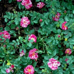 'Candy Cover'® Rosa X 'Candy Cover'® (Bunddækkerose) A-Kvalitet,- Barrods Roser Min. 3 Grene -Tilbud Lys Haven Butik p358 51936 rosa x candy cover bunddaekkerose dadb