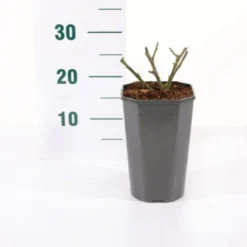 'Snow PatioHit®' Rosa X 'Snow PatioHit®' 3,0 Liter Potte -Tilbud Lys Haven Butik p35913 45532 rosa x snow patiohit 1c25