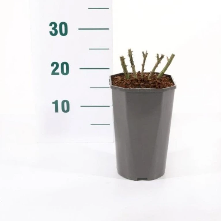 'Midnight Romanza' Rosa 'Midnight Romanza' 3,0 Liter Potte 3 'Midnight Romanza' Rosa 'Midnight Romanza' 3,0 Liter Potte - Billede 3