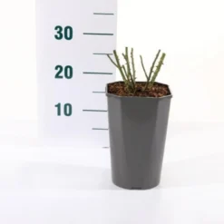 'Bailando' Rosa X 'Bailando' 3,0 Liter Potte -Tilbud Lys Haven Butik p35923 45466 rosa x bailando d883