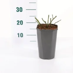 'Orange Meilove' Rosa X 'Orange Meilove' 3,0 Liter Potte -Tilbud Lys Haven Butik p35926 45486 rosa x orange meilove 85f1