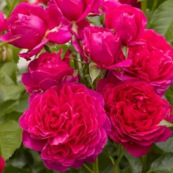 'Soul'® (syn. Ryslinge Rosen) Rosa X 'Soul'® (Storblomstrende) A-Kvalitet,- Barrods Roser Min. 3 Grene -Tilbud Lys Haven Butik p35946 54040 rosa x soul storblomstrende 0e4c