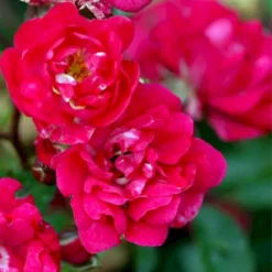 'Fairy King' Rosa X 'Fairy King' Potte 2 Liter.