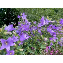 Nælde-Klokke Campanula Trachelium 2 Liter Potte -Tilbud Lys Haven Butik p35983 41070 campanula trachelium 99f9