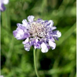 Dueskabiose Scabiosa Columbaria Potte 0,5 Liter -Tilbud Lys Haven Butik p35989 39728 scabiosa columbaria 0153