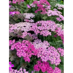 Røllike 'Milly Rock Rose' Achillea Millefolium 'Milly Rock Rose' 3,5 Liter Potte