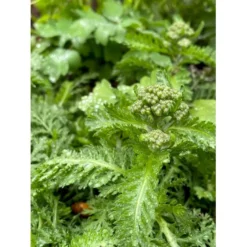 Røllike 'Milly Rock Rose' Achillea Millefolium 'Milly Rock Rose' 3,5 Liter Potte -Tilbud Lys Haven Butik p36036 41057 achillea millefolium milly rock rose e641