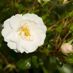 'Diamond Border'® Rosa X 'Diamond Border'® (Bunddækkerose) A-Kvalitet,- Barrods Roser Min. 3 Grene