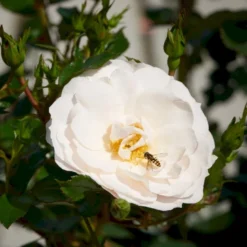 'Diamond Border'® Rosa X 'Diamond Border'® (Bunddækkerose) A-Kvalitet,- Barrods Roser Min. 3 Grene -Tilbud Lys Haven Butik p362 51944 rosa x diamond border bunddaekkerose c61e