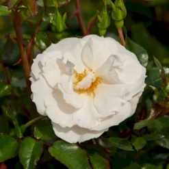'Diamond Border'® Rosa X 'Diamond Border'® (Bunddækkerose) A-Kvalitet,- Barrods Roser Min. 3 Grene -Tilbud Lys Haven Butik p362 51945 rosa x diamond border bunddaekkerose 48ce